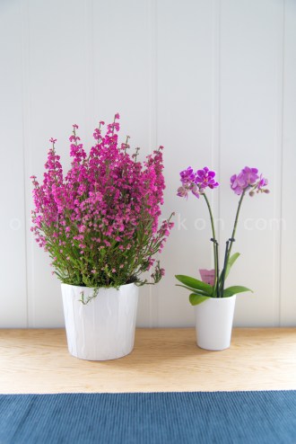 Alomszep szinu hanga es mini orchidea