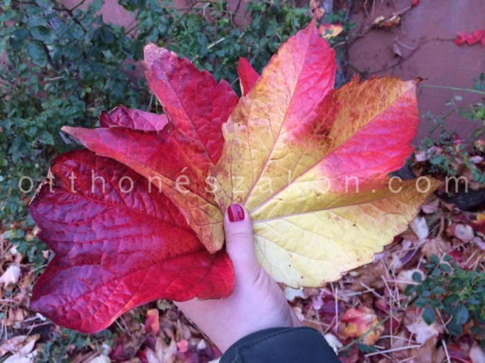 12212287_10153758619899433_1401780400_n