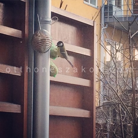 11049209_334720413400711_1589063139_n-2